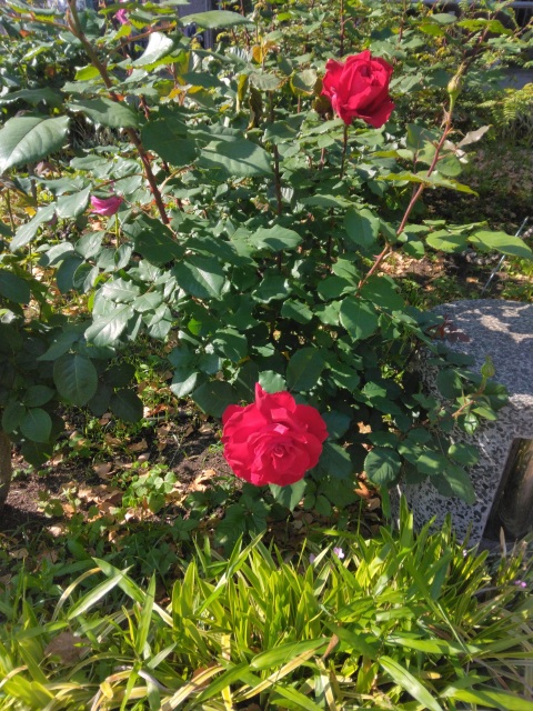 写メ